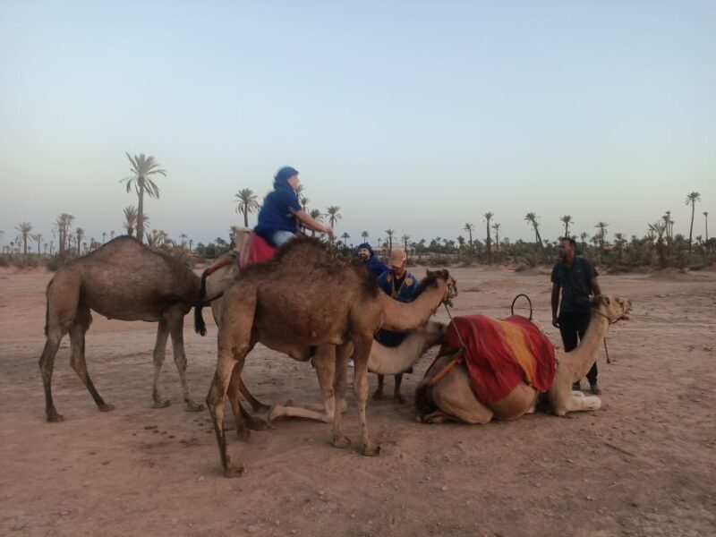 Marrakech camel ride in the palm grove - Who Is This Tour Best For?