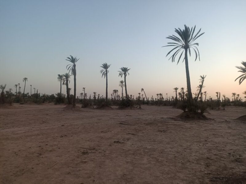 Marrakech camel ride in the palm grove - Final Thoughts
