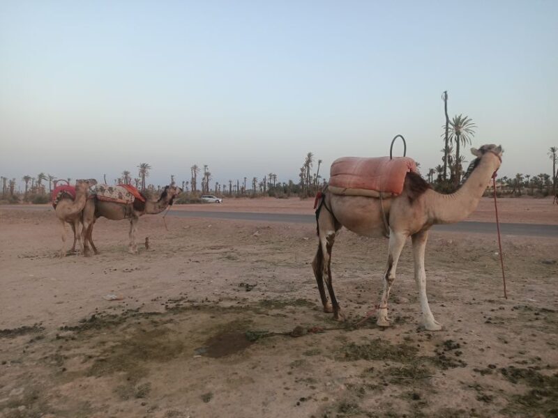 Marrakech camel ride in the palm grove - FAQ