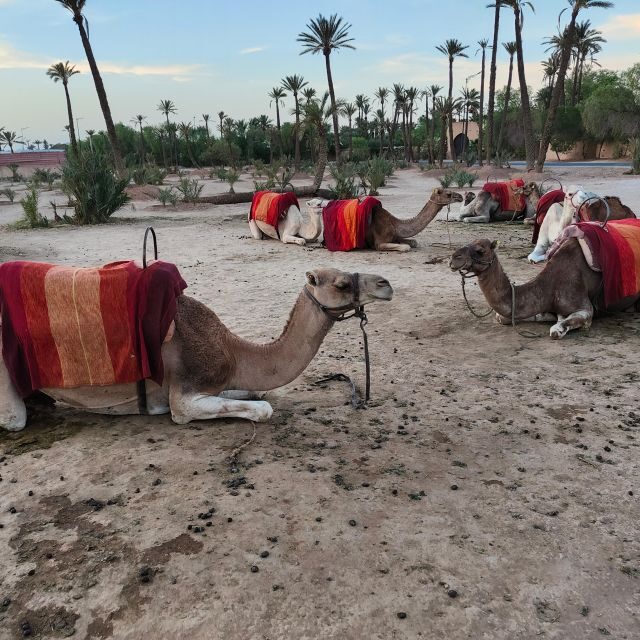 Marrakech: Camel Ride in the Palm Grove - FAQ