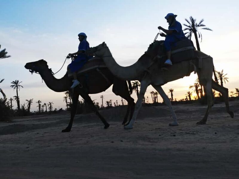 Marrakech camel ride in the palm grove - Cost & Value Analysis