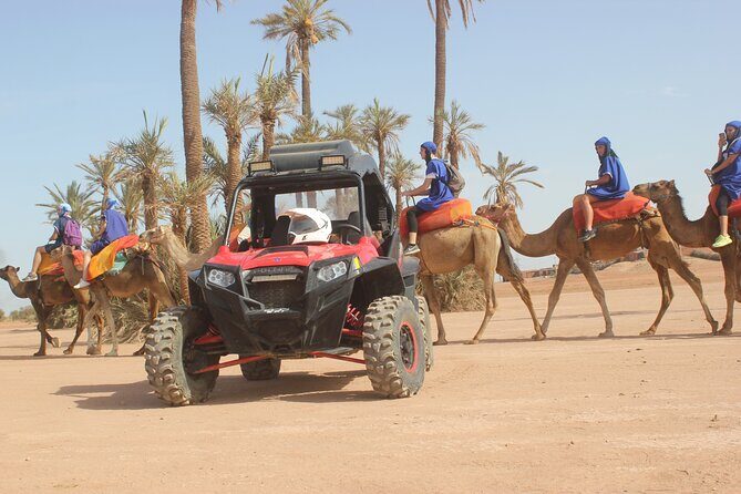 Marrakech: Camel ride in the palm grove - An In-Depth Look at the Camel Ride Experience