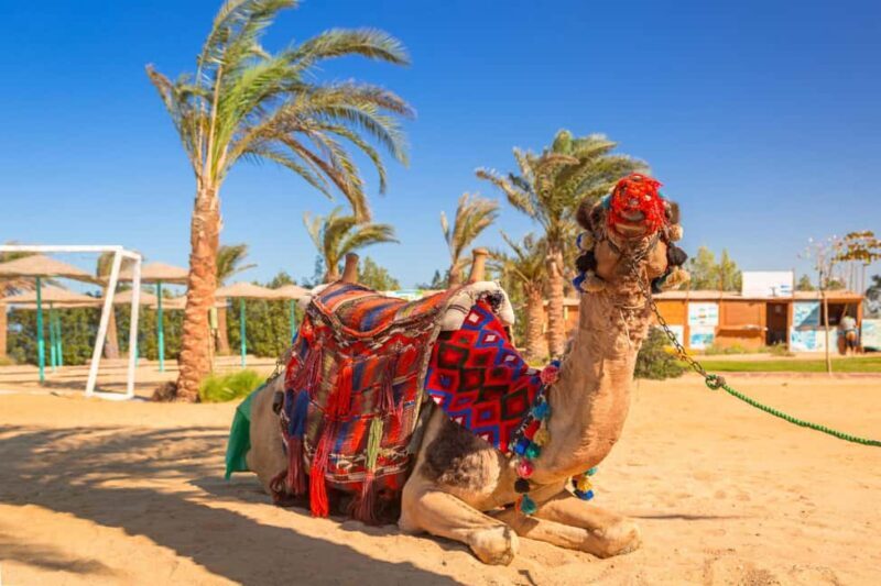 Marrakech : Camel Ride, Quad Bike In Palmeraie With Transfer - The Quad Bike Adventure: An Adrenaline Rush  