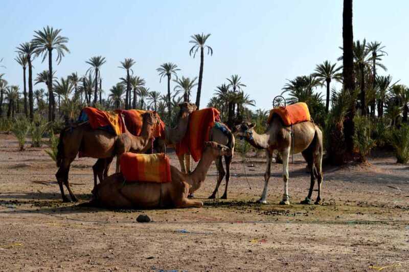 Marrakech : Camel Ride, Quad Bike In Palmeraie With Transfer - Additional Tips for Participants  