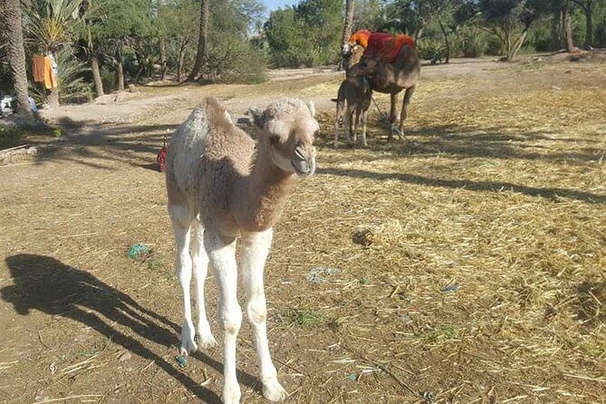 Marrakech Camel Safari at Agafay Desert - What to Expect from the Marrakech Camel Safari