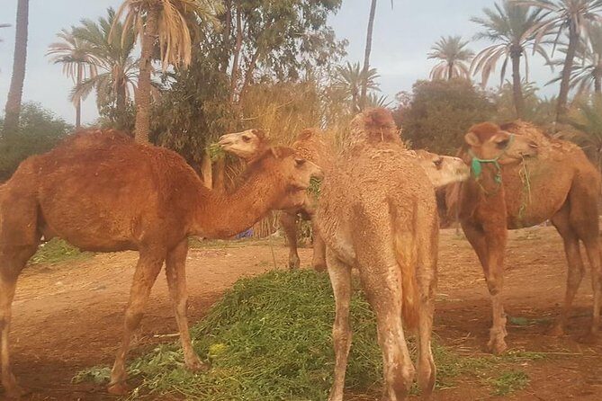 Marrakech Camel Safari at Agafay Desert - The Value of This Camel Safari