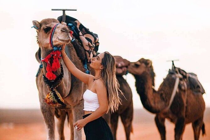 Marrakech: Camels & Quads on Sunset with Luxury Dinner, Fireshow - Key Points