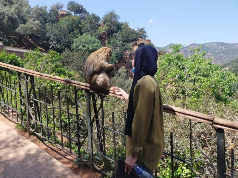 Marrakech: Day Tour to Ouzoud Waterfalls with Boat Trip - FAQ - Your Questions Answered