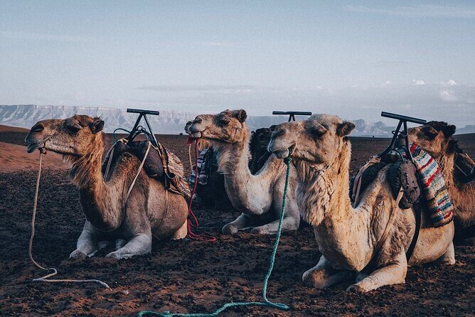 Marrakech Day Tour to the Atlas Mountains & Camel Ride Three Valleys, Waterfalls - Exploring the Majesty of the Atlas Mountains: A Full-Day Tour from Marrakech