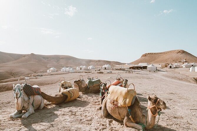 Marrakech Day Trip to Agafay Desert - Key Points