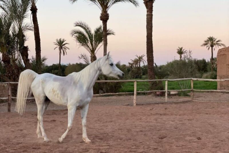 Marrakech: Desert and Palmeraie Horse Riding Tour & Transfer - FAQ