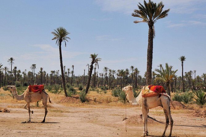 Marrakech Desert Camel Ride - FAQ