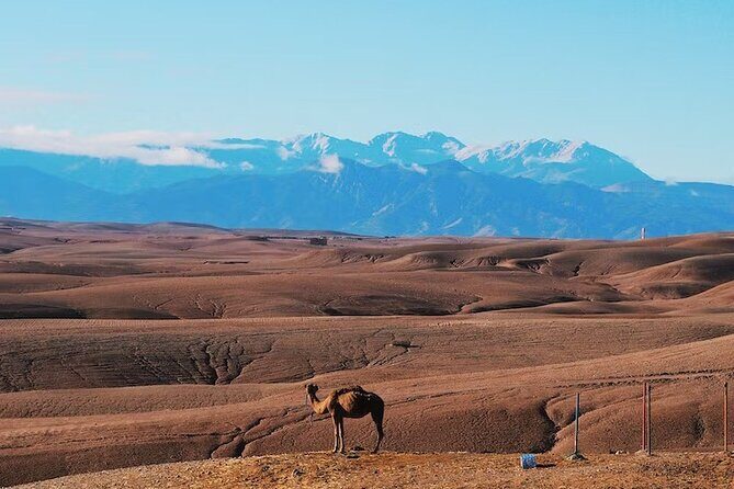 Marrakech Desert Dinner Show & sunset camel ride - Authentic - Who Will Love This Experience?