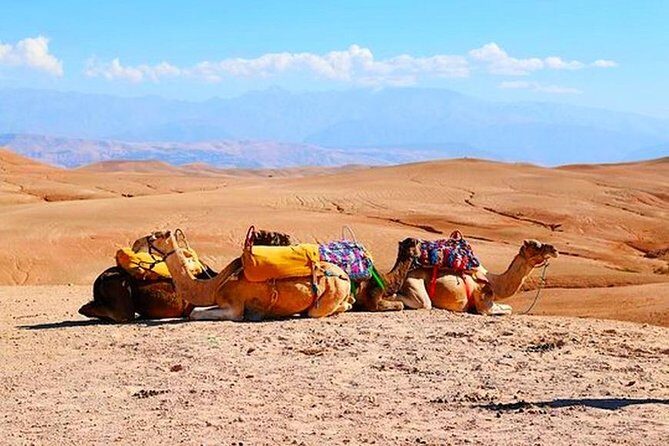 Marrakech Desert Quad and Camel ride, Lunch, and Poolside - Frequently Asked Questions