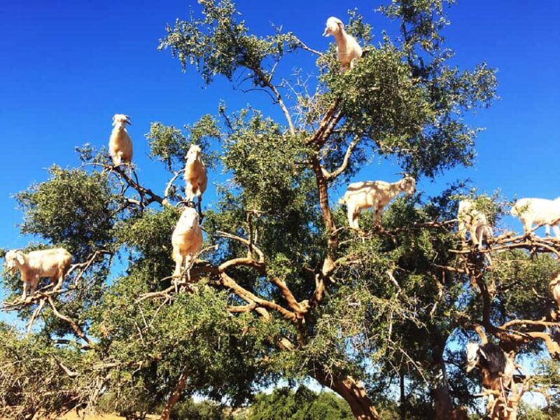 Marrakech: Essaouira Day Trip with Argan Oil Cooperative - Practical Details & Tips for Travelers