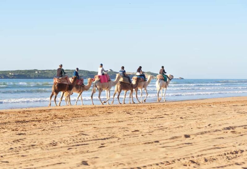 Marrakech: Essaouiras Sun, Beach & Historic Medina Day Trip - Key Points  