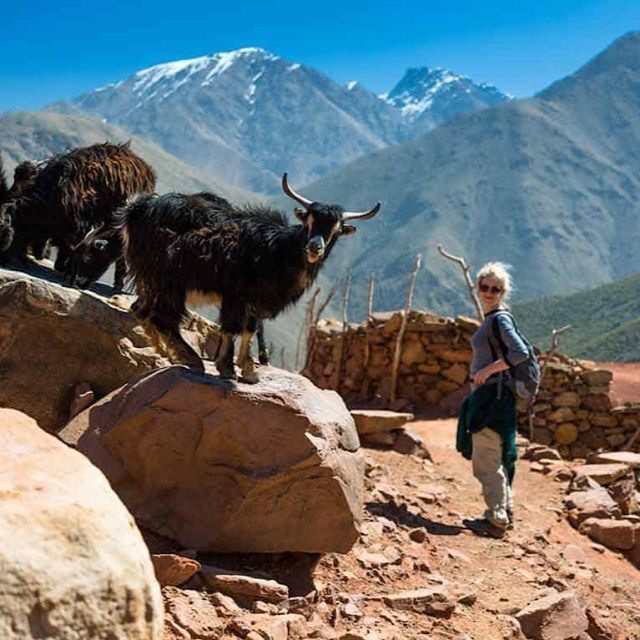 Marrakech: experience Berber culture & Atlas Mountains - Highlights That Make This Tour Stand Out