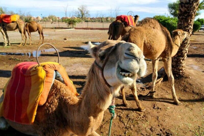 Marrakech Full-day excursion From Casablanca - Key Points