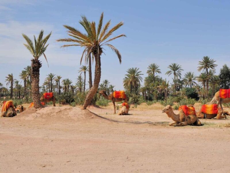 Marrakech: Half-Day Camel Ride in Palm Grove - Exploring the Experience: A Detailed Look