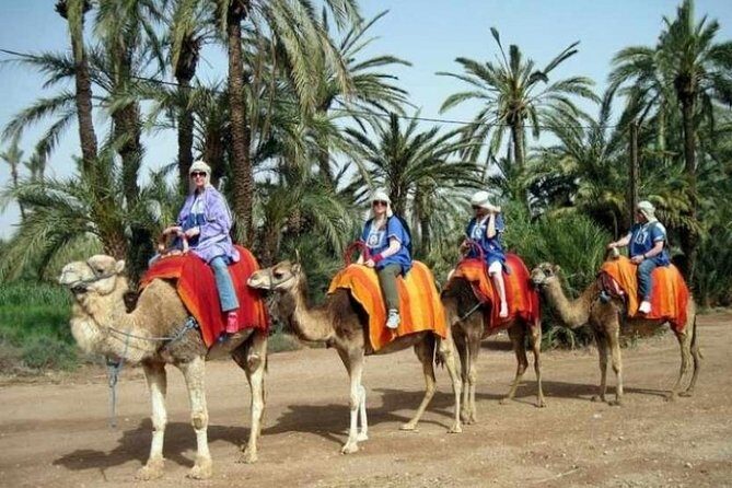 Marrakech Half-Day Camel Ride in Palm Grove - An In-Depth Look at the Marrakech Camel Ride Tour
