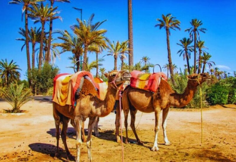 Marrakech Half Day Tour: Camel Ride And Quad Biking - Who Should Consider This Tour?