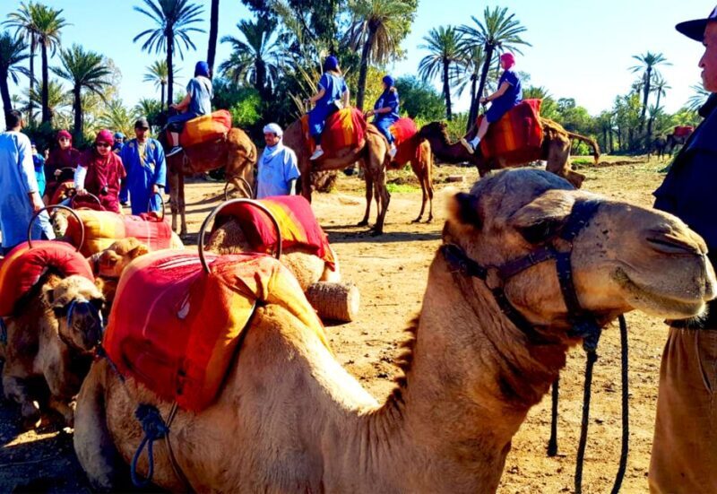 Marrakech: Half-Day Tour with Buggy Ride, Camel Ride and Spa - Transport and Logistics: Smooth and Comfortable
