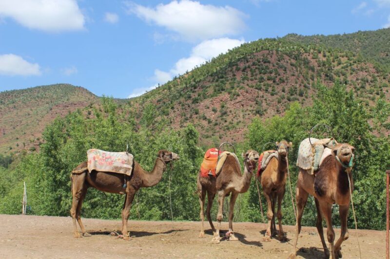 Marrakech: High Atlas Mountains and Agafay Desert Day Tour - Final Thoughts