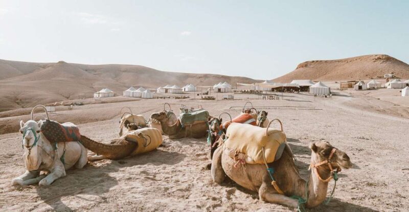 Marrakech: Magical Agafay Desert & sunset camel ride! - An In-Depth Look at the Agafay Desert & Sunset Camel Ride Tour