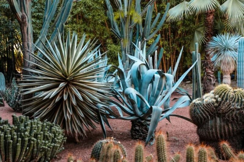 Marrakech: Majorelle Garden, Museums Tickets, & Audio Guide - Who Will Love This Experience?