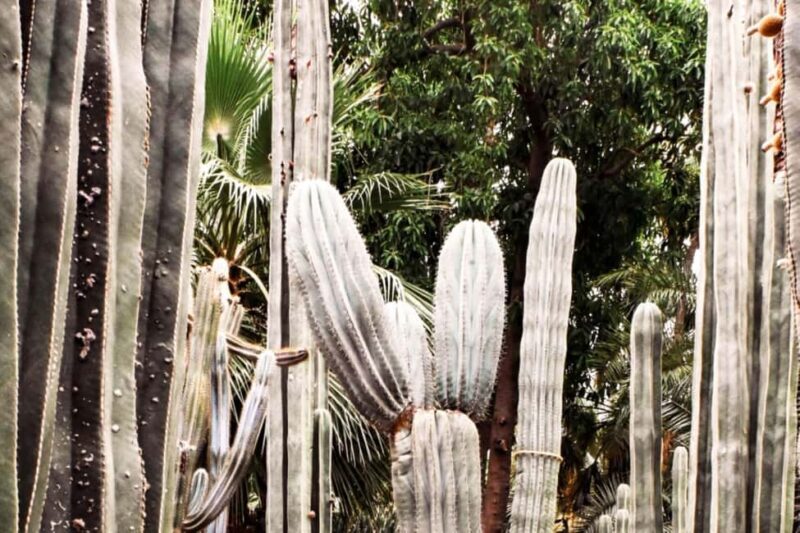 Marrakech: Majorelle Garden, YSL, and Berber Museum Entry - The Itinerary and What to Expect