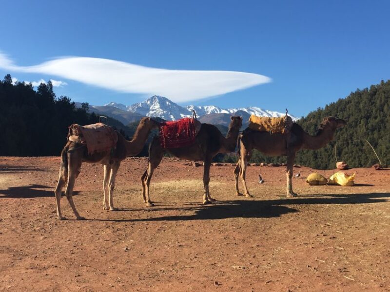 Marrakech: Ourika Valley & Atlas Mountains Half-Day Trip - Value & Cost Analysis