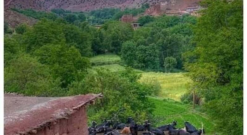 Marrakech: Ourika Valley, Lunch, & Guided Hike to Waterfalls - Practical Tips for Your Trip