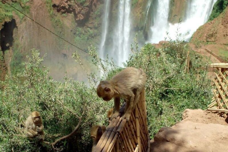 Marrakech: Ouzoud Waterfalls Guided Day Trip with Boat Ride - FAQ