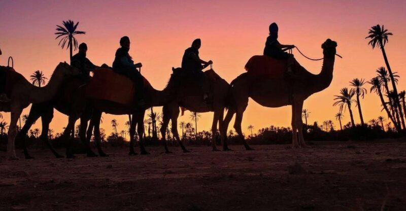 Marrakech palm grove: Sunset camel ride - Key Points