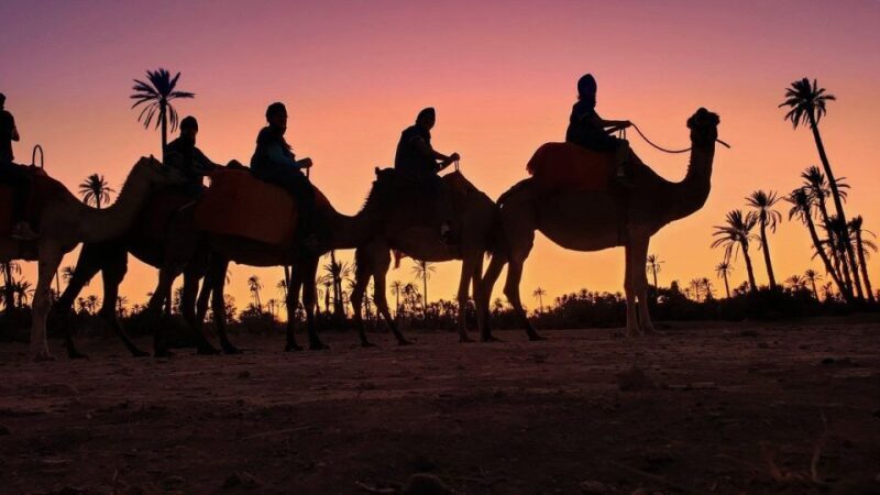 Marrakech palm grove: Sunset camel ride - A Scenic Ride in the Heart of Marrakech