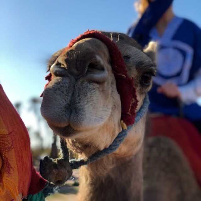 Marrakech palm grove: Sunset camel ride - Visiting a Berber House and Tasting Moroccan Snacks