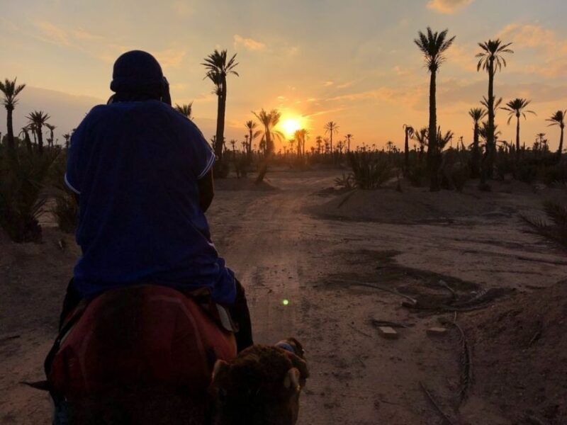 Marrakech palm grove: Sunset camel ride - Return Journey and Drop-Off