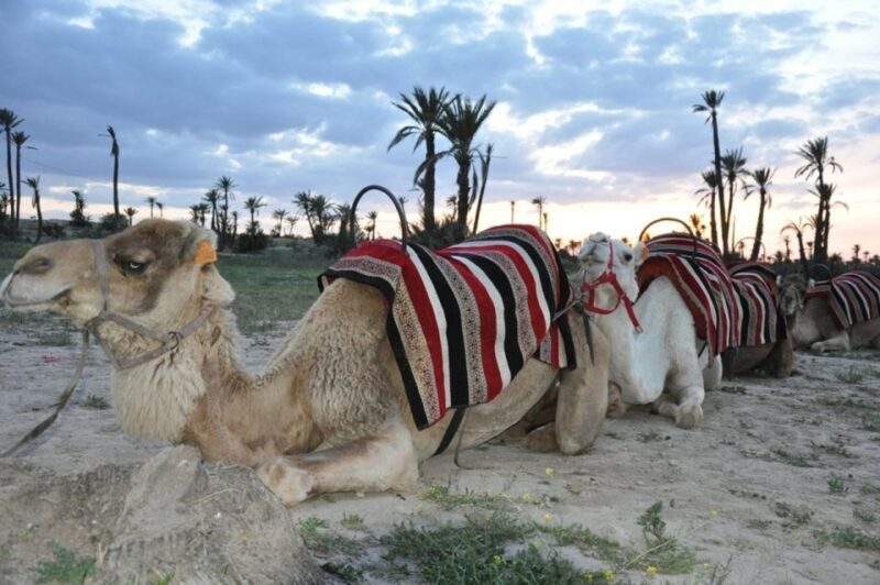 Marrakech palm grove: Sunset camel ride - Authentic, Relaxing, and Photogenic