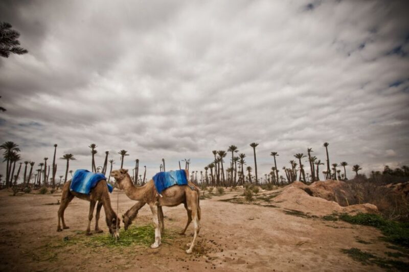 Marrakech Palmeraie 3-Hour Camel Ride - Key Points