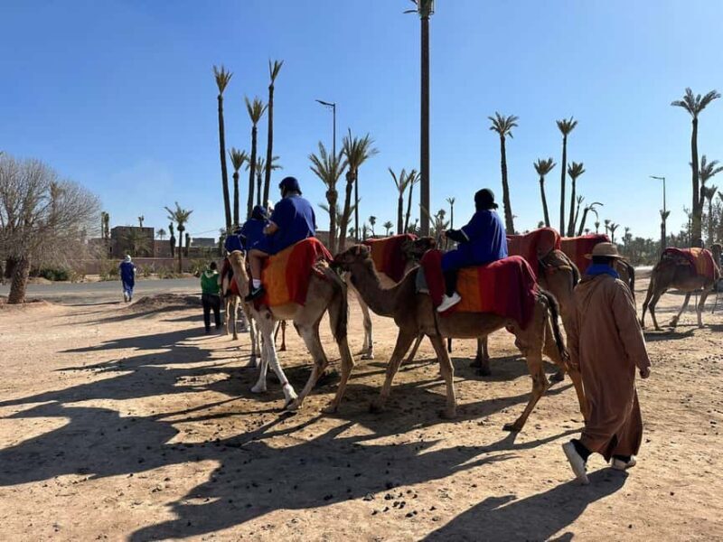 Marrakech Palmeraie Camel Ride Adventure - The Experience Through the Eyes of Reviewers