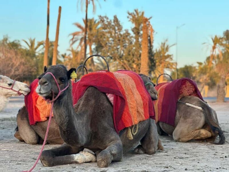 Marrakech Palmeraie Camel Ride Adventure - Who Should Consider This Tour?