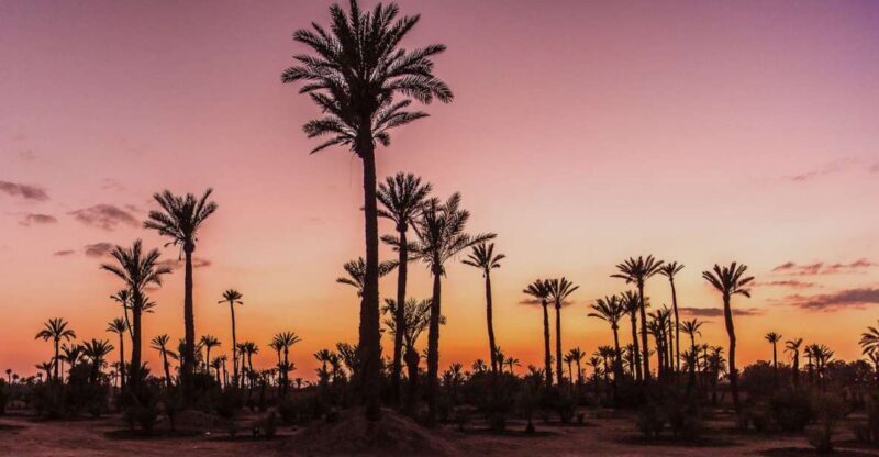 Marrakech Palmeraie: Camel Ride at Sunset - What to Expect from the Tour