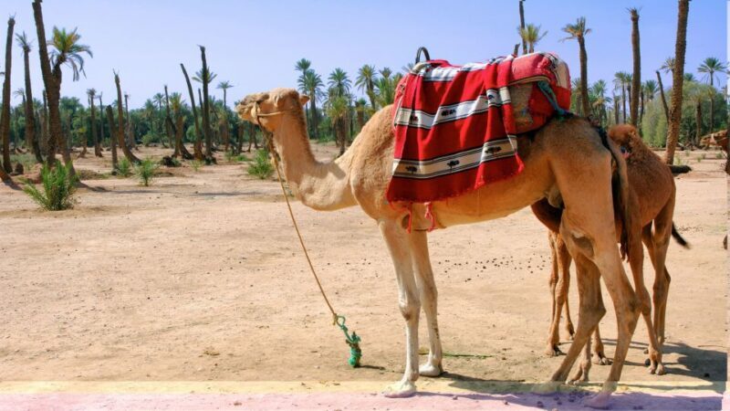 Marrakech Palmeraie: Camel Ride & Quad Bike Experience - Key Points