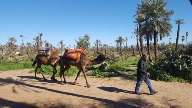 Marrakech Palmeraie Camel Ride with Tea Break - What to Expect from the Marrakech Camel Ride Tour