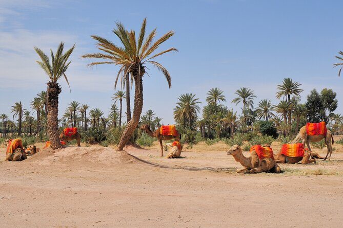 Marrakech Palmeraie Tour with 1 Hour Camel Ride - Who Should Consider This Tour?