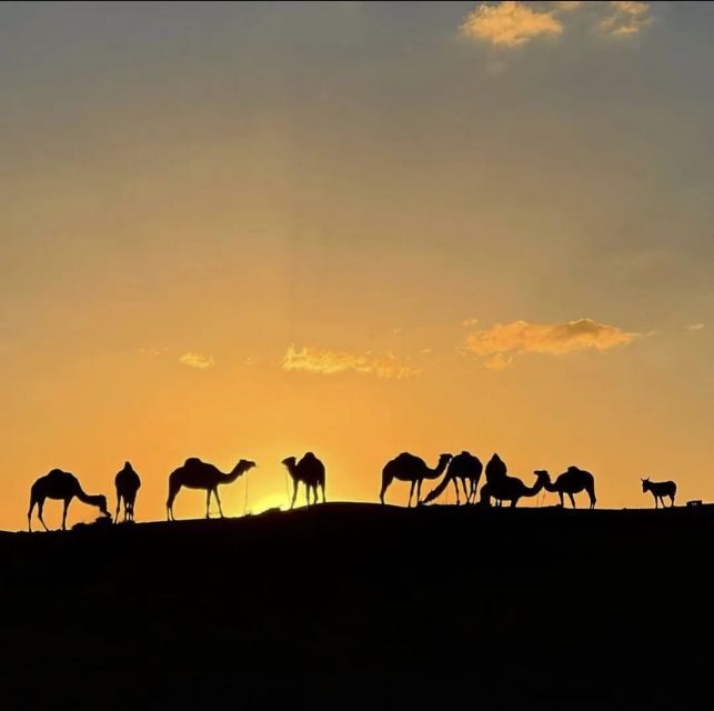 Marrakech: Paragliding, Camel Ride & Berber Villages Trip - Who Is This Tour Best For?