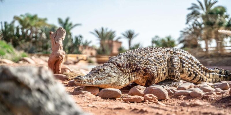 Marrakech : Private 1-Day Trip To Agadir & Crocodile Park - Authentic Experiences and Personal Touches