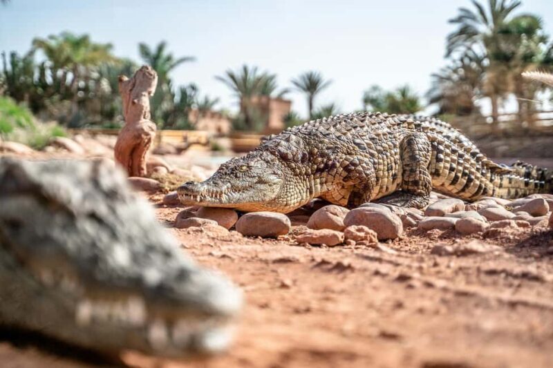 Marrakech : Private 1-Day Trip To Agadir & Crocodile Park - FAQ