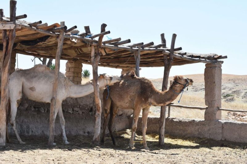 Marrakech: Private Day Trip Desert Agafay & Atlas Mountains - FAQ
