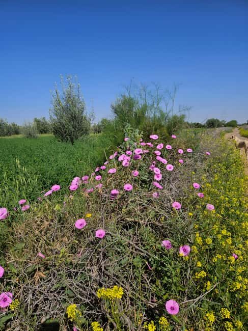Marrakech: Private Rescue Farm Visit with Lunch + Transport - Key Points